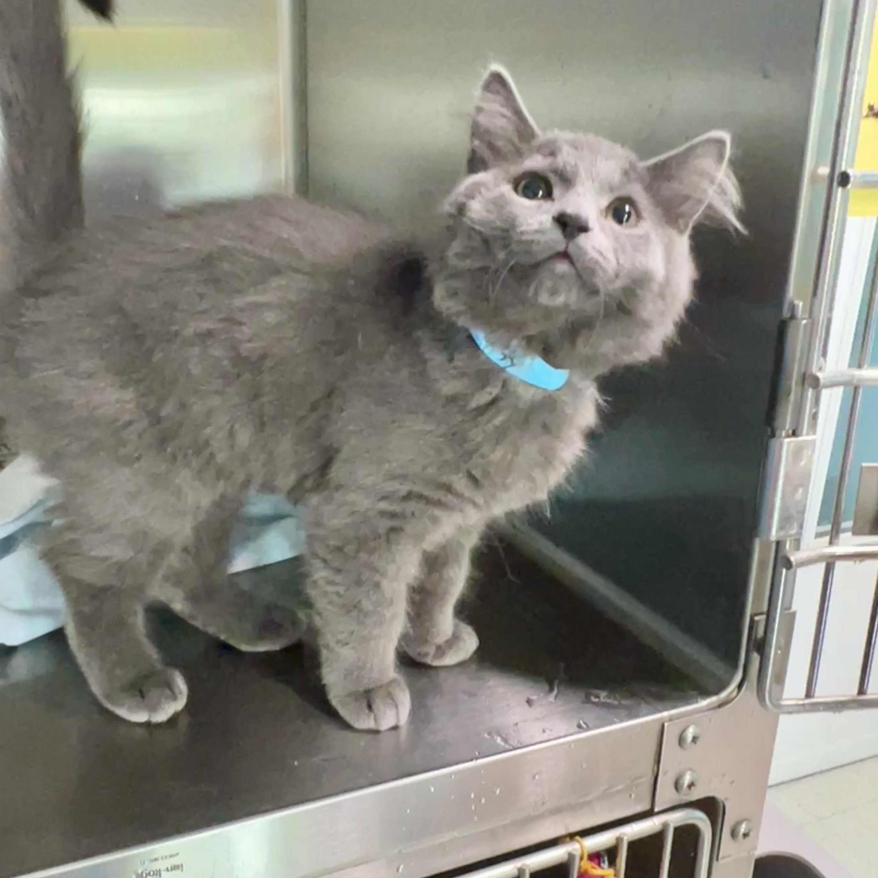 Mort, a Adoptable Nebelung in Jamestown, ND image 2/4