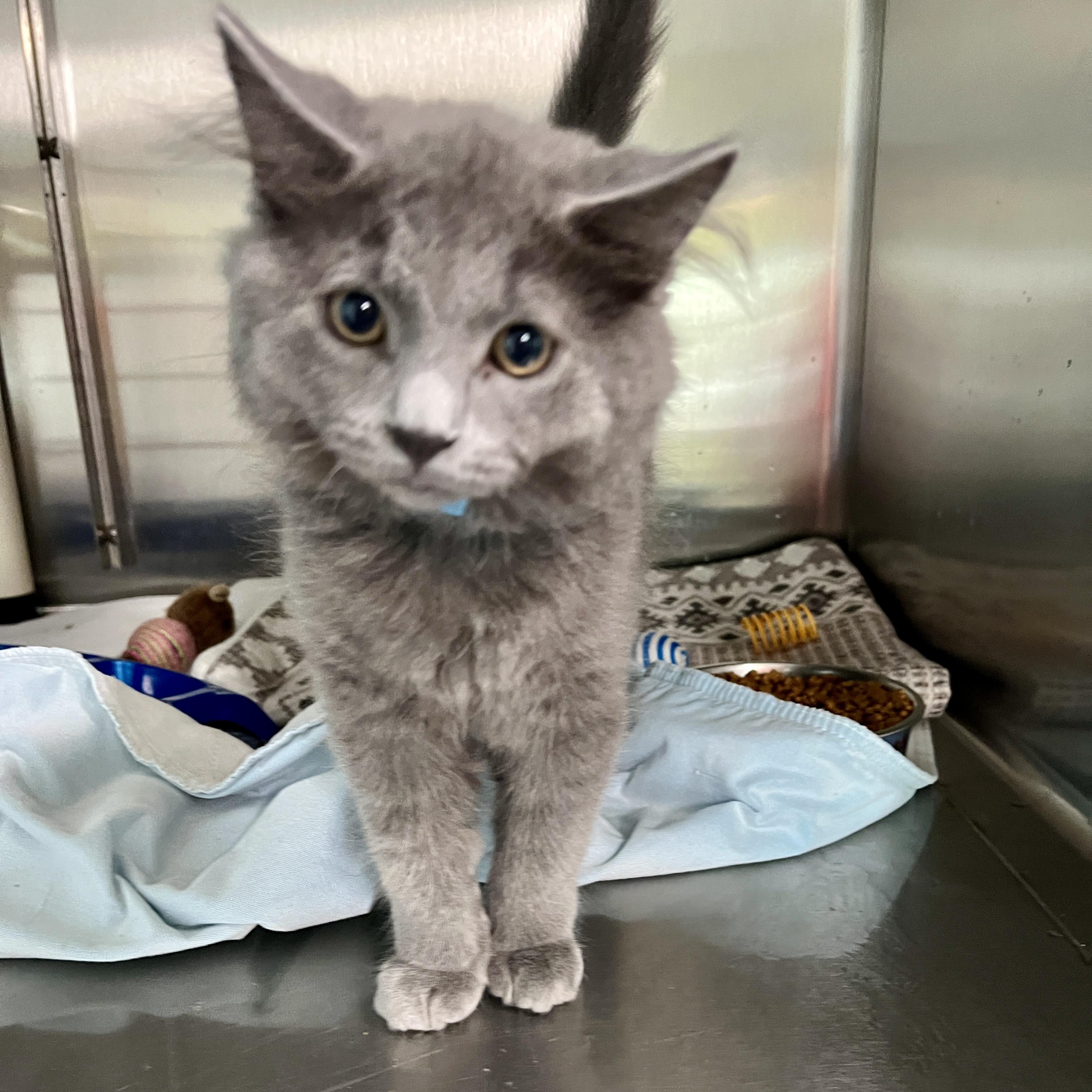 Mort, a Adoptable Nebelung in Jamestown, ND image 3/4