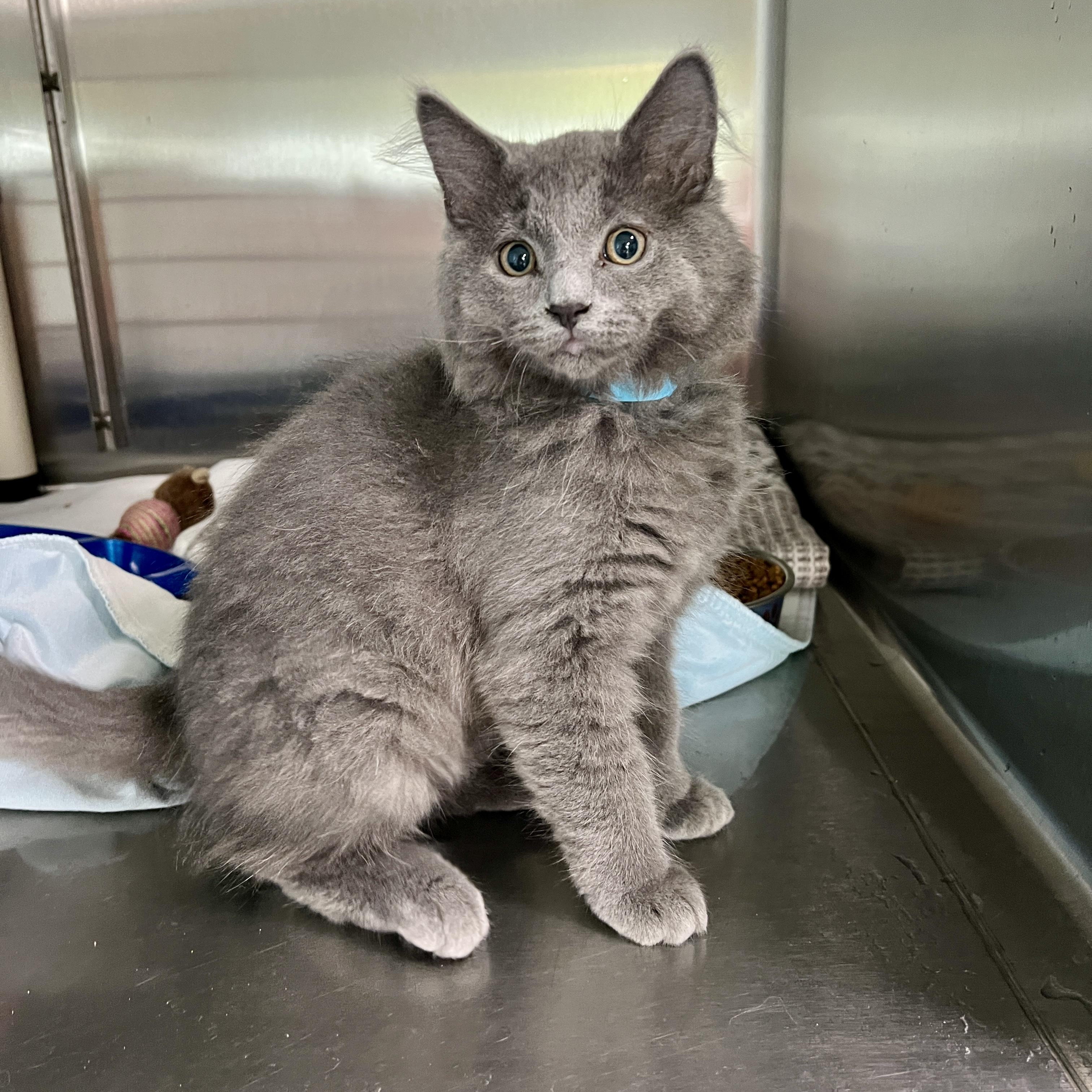 Mort, Adoptable, Kitten Male Nebelung.