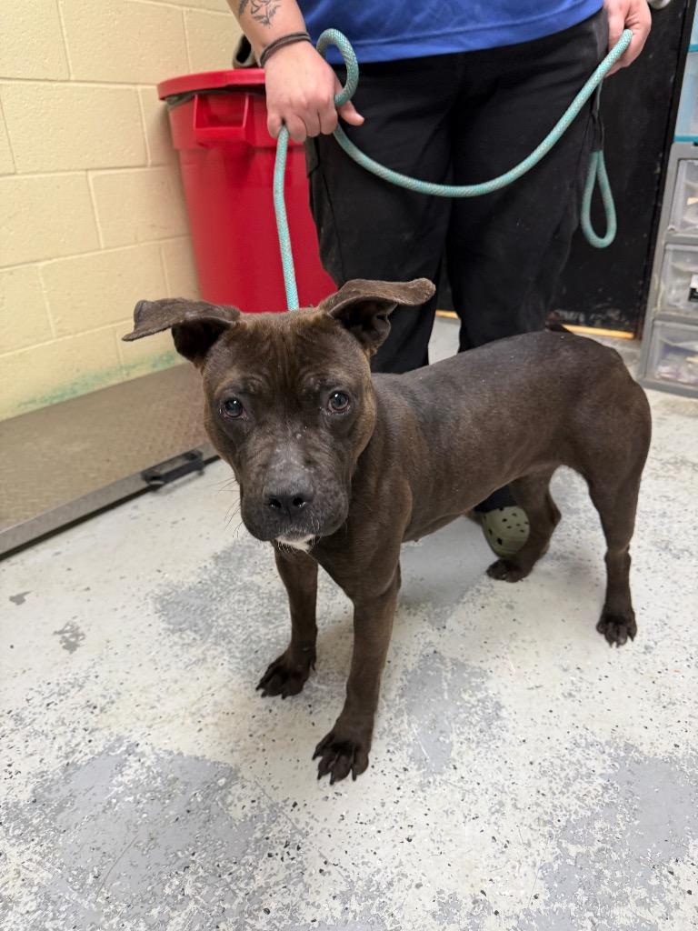 Edna, a Adoptable mixed breed in Winnsboro, SC image 4/5