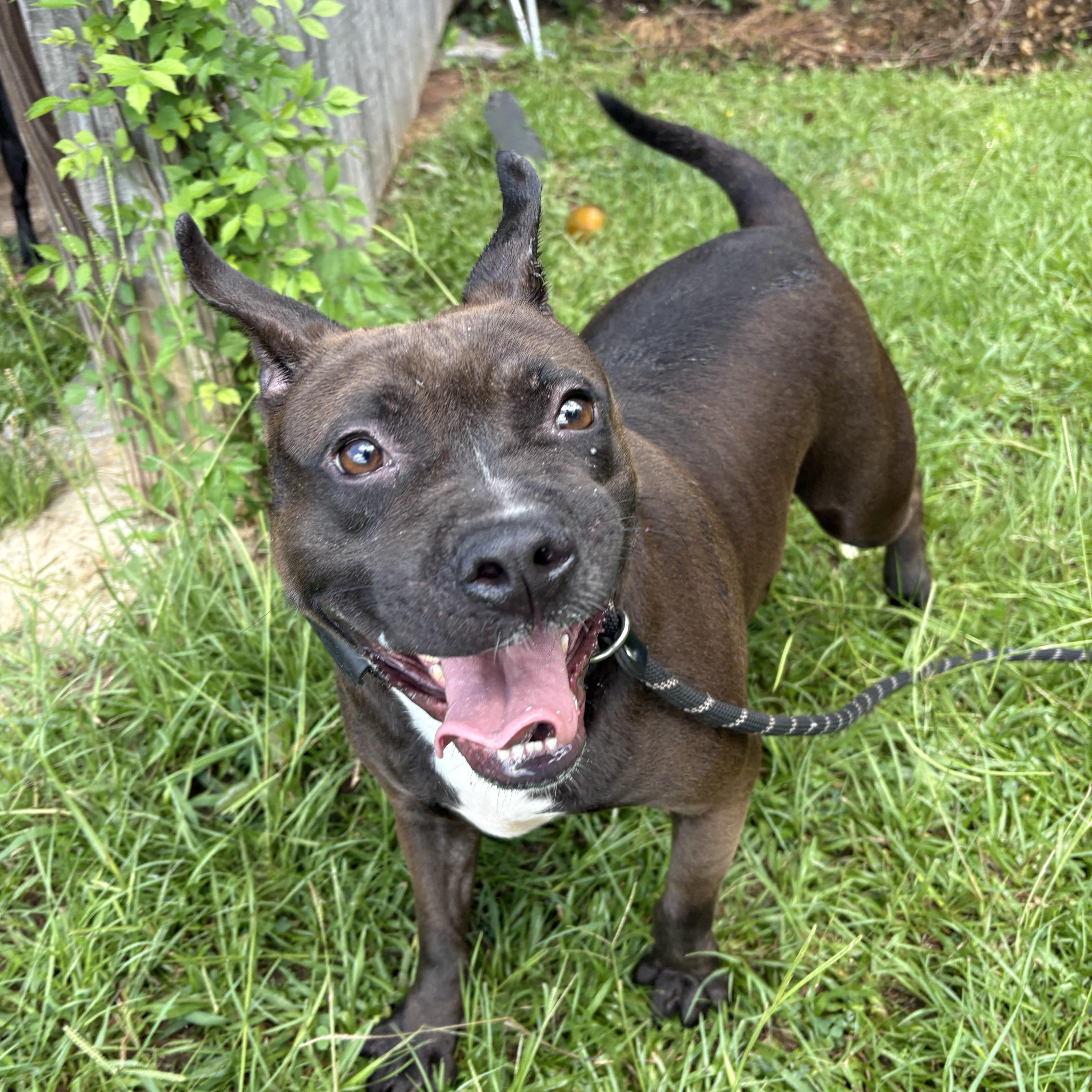 Edna, Adoptable, Young Female Terrier.