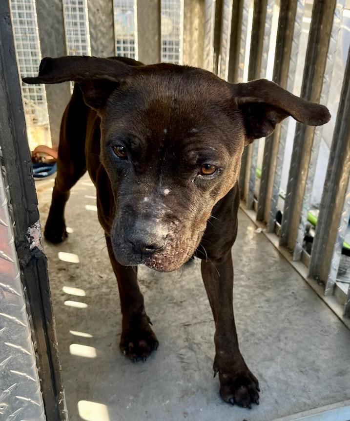 Edna, a Adoptable mixed breed in Winnsboro, SC image 5/5