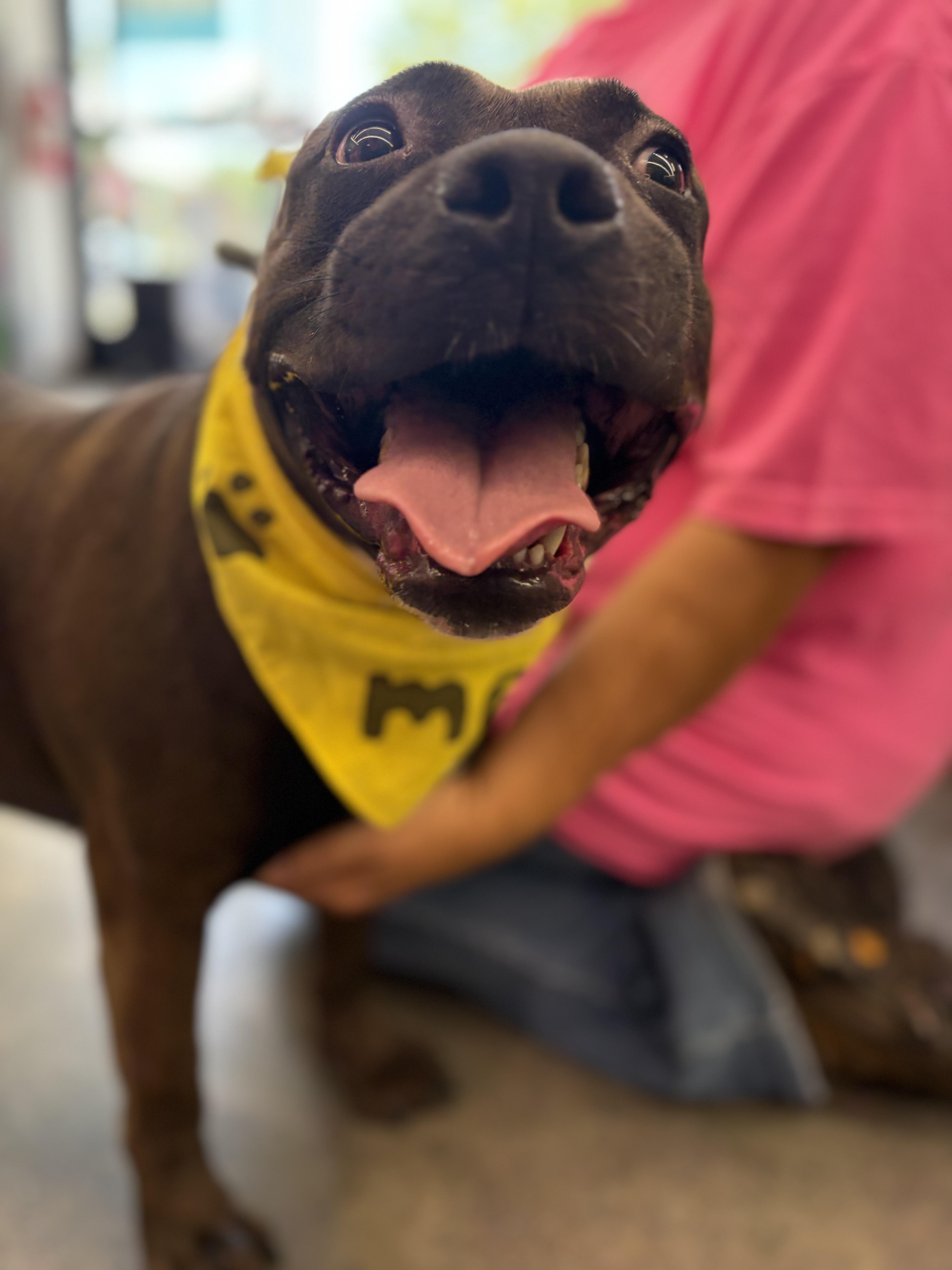 Edna, a Adoptable mixed breed in Winnsboro, SC image 2/5