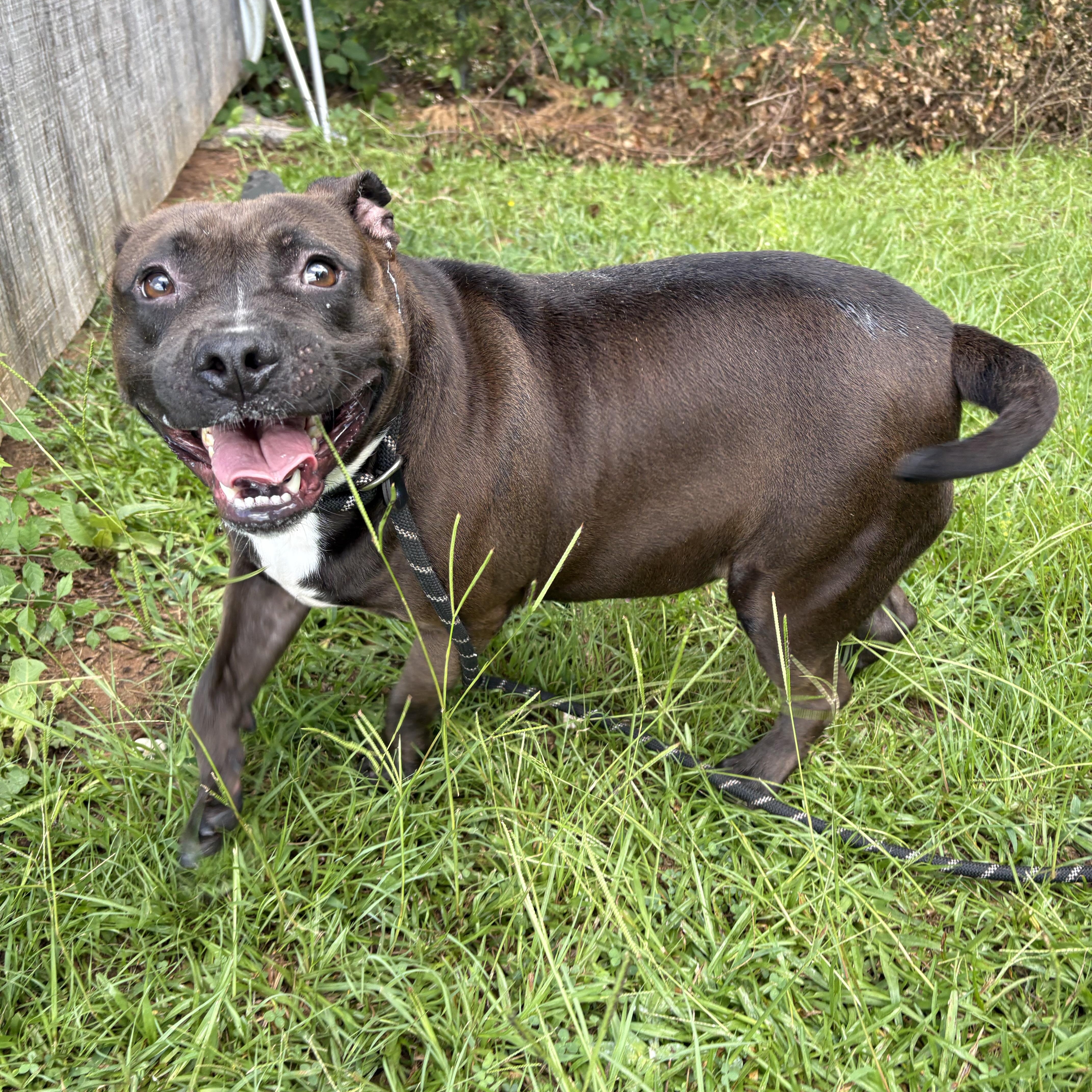 Edna, a Adoptable mixed breed in Winnsboro, SC image 3/5