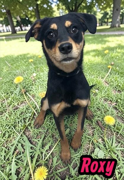 Enlarge Roxy, a Adoptable Mixed Breed in Sullivan, IN image 1/1