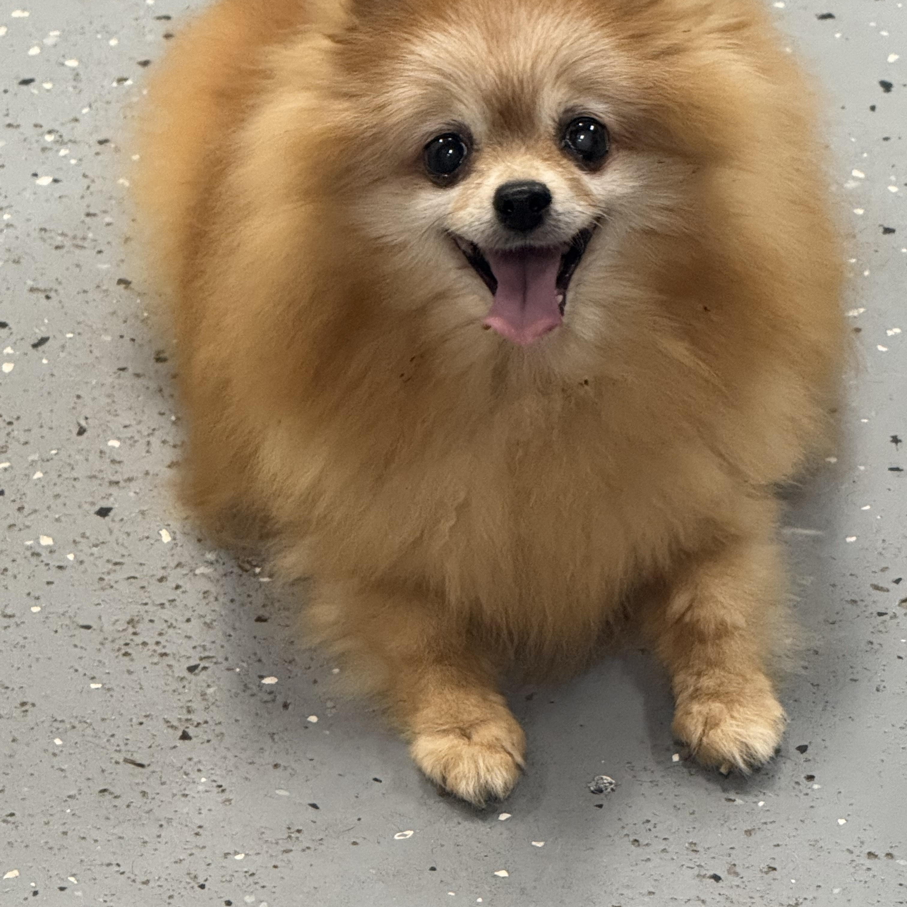 Jazzy, ADOPTABLE, Senior Female Pomeranian.