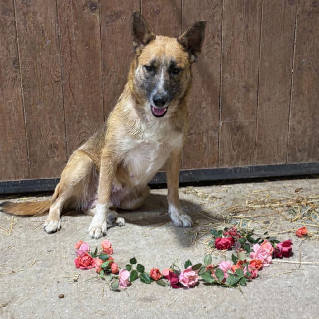 Sissee, Adoptable, Young Female Shepherd & Cattle Dog.