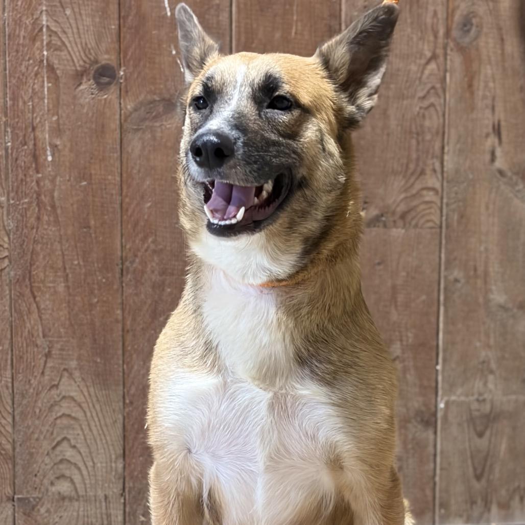 Enlarge Sissee, a Adoptable mixed breed in Ennis, TX image 2/3