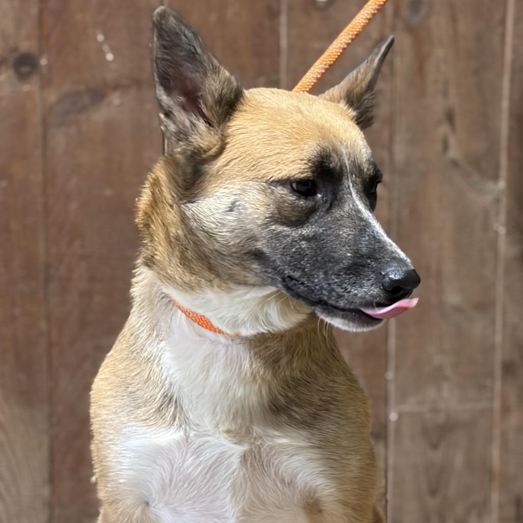 Enlarge Sissee, a Adoptable mixed breed in Ennis, TX image 3/3