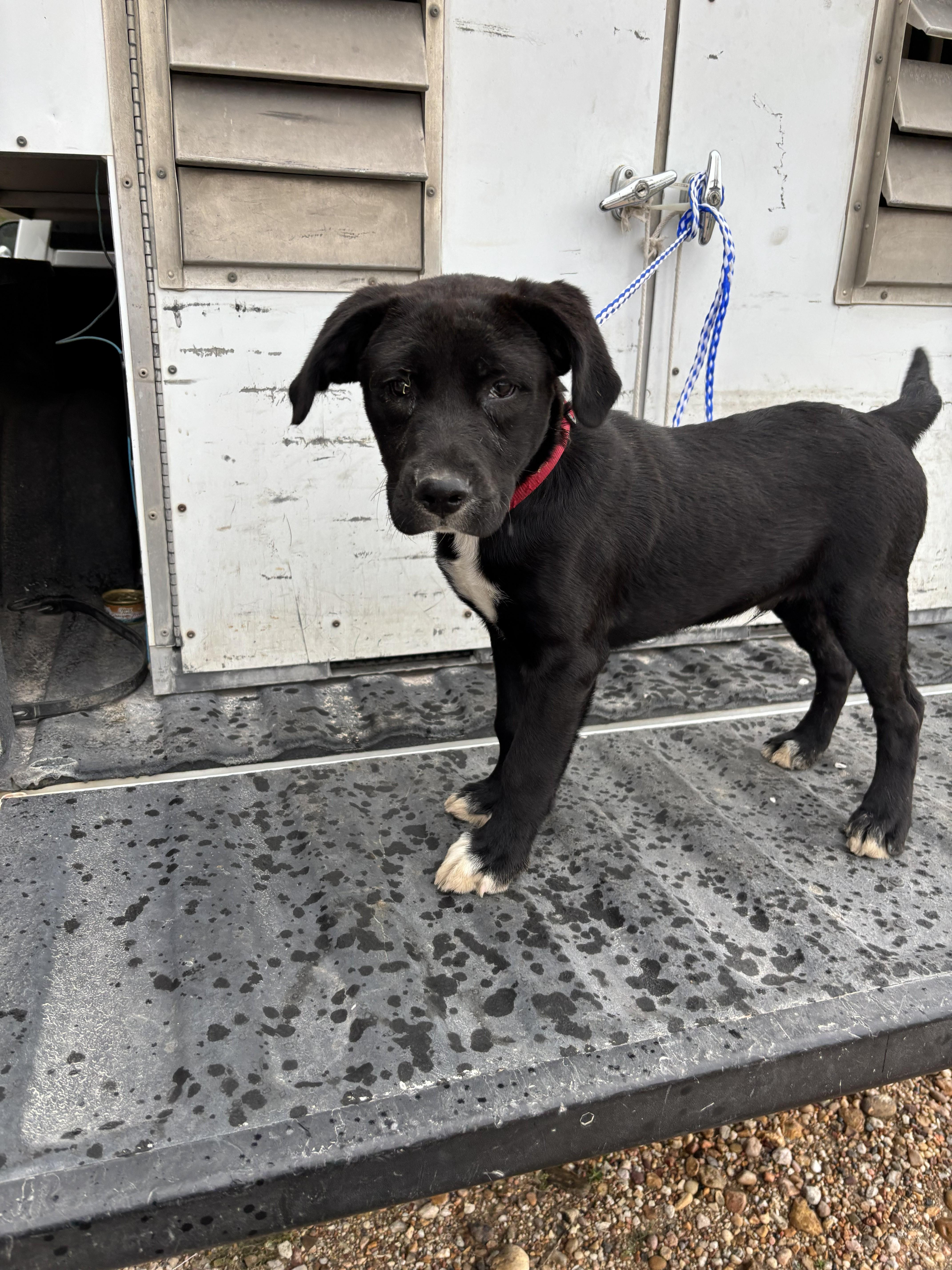 Enlarge Tux - on hold until 2nd set shots, a ADOPTABLE mixed breed in Edna, TX image 1/1