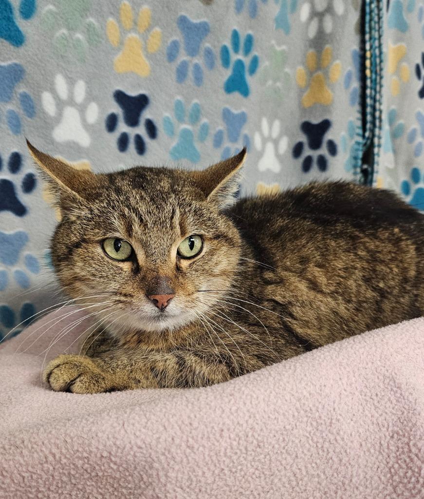 Teddy, Adoptable, Adult Male Domestic Short Hair.
