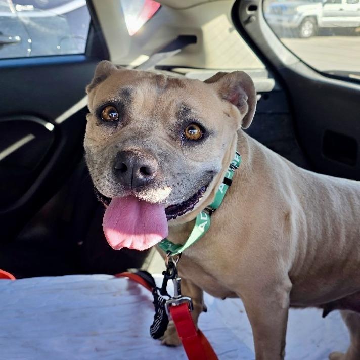 Enlarge Maple, a Adoptable mixed breed in Abilene, TX image 1/6