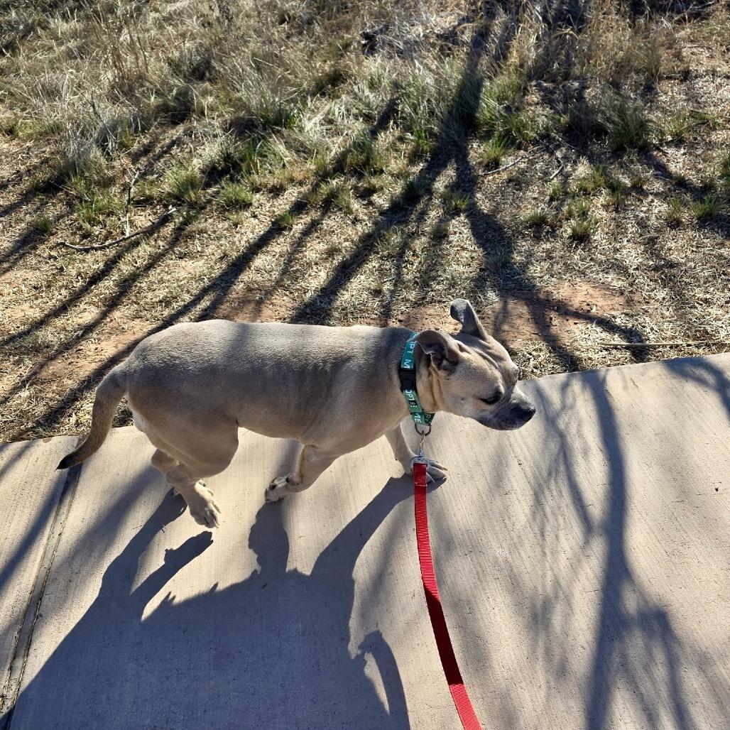 Enlarge Maple, a Adoptable mixed breed in Abilene, TX image 1/6