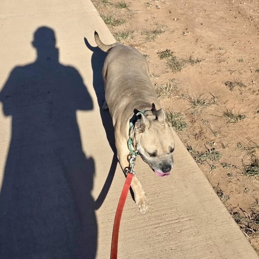 Enlarge Maple, a Adoptable mixed breed in Abilene, TX image 2/6