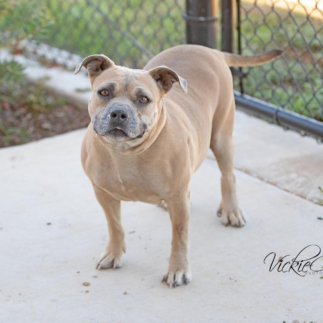 Enlarge Maple, a Adoptable mixed breed in Abilene, TX image 1/2