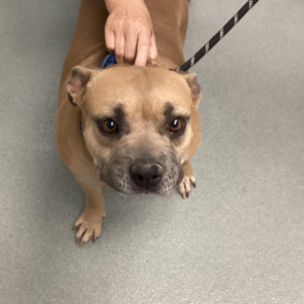 Enlarge Maple, a Adoptable mixed breed in Abilene, TX image 2/2