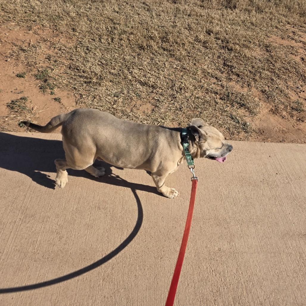 Enlarge Maple, a Adoptable mixed breed in Abilene, TX image 5/6