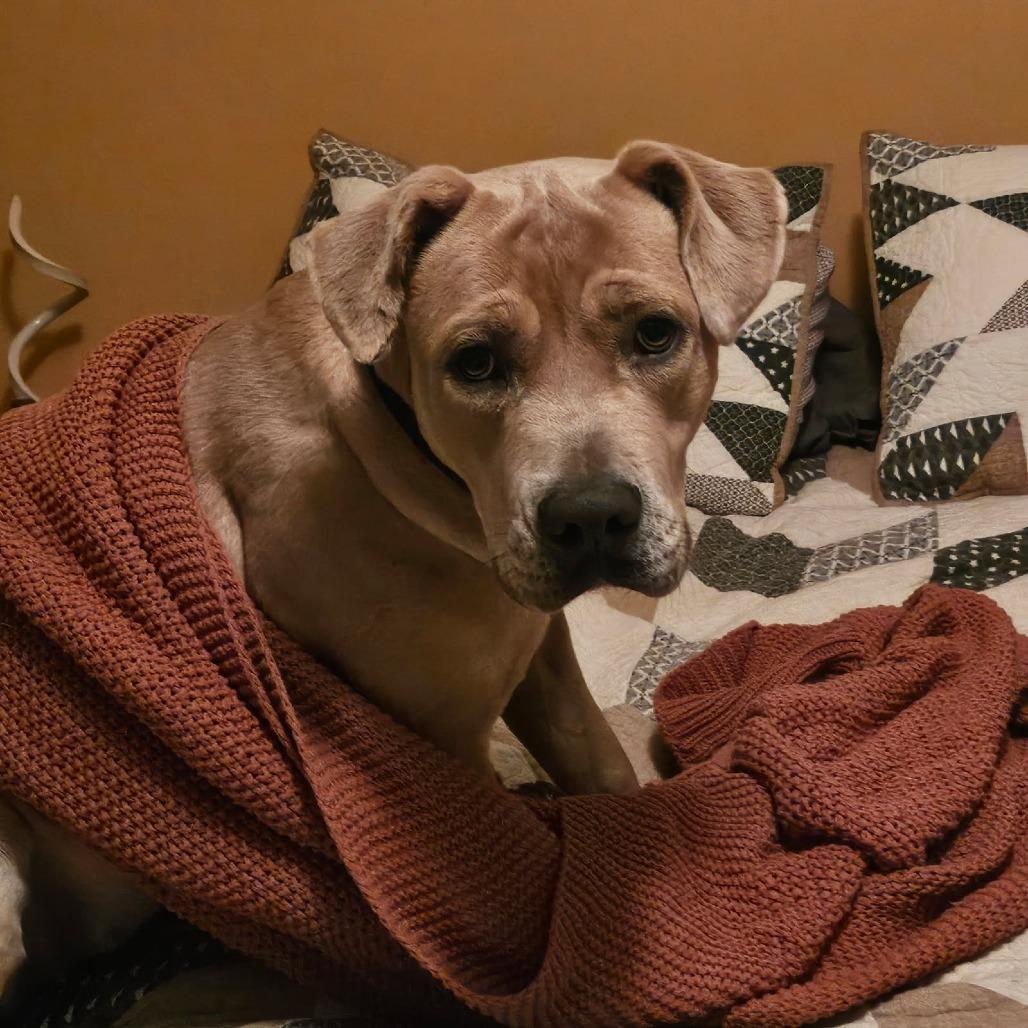 Faith, Adoptable, Adult Female Yellow Labrador Retriever & Mixed Breed.