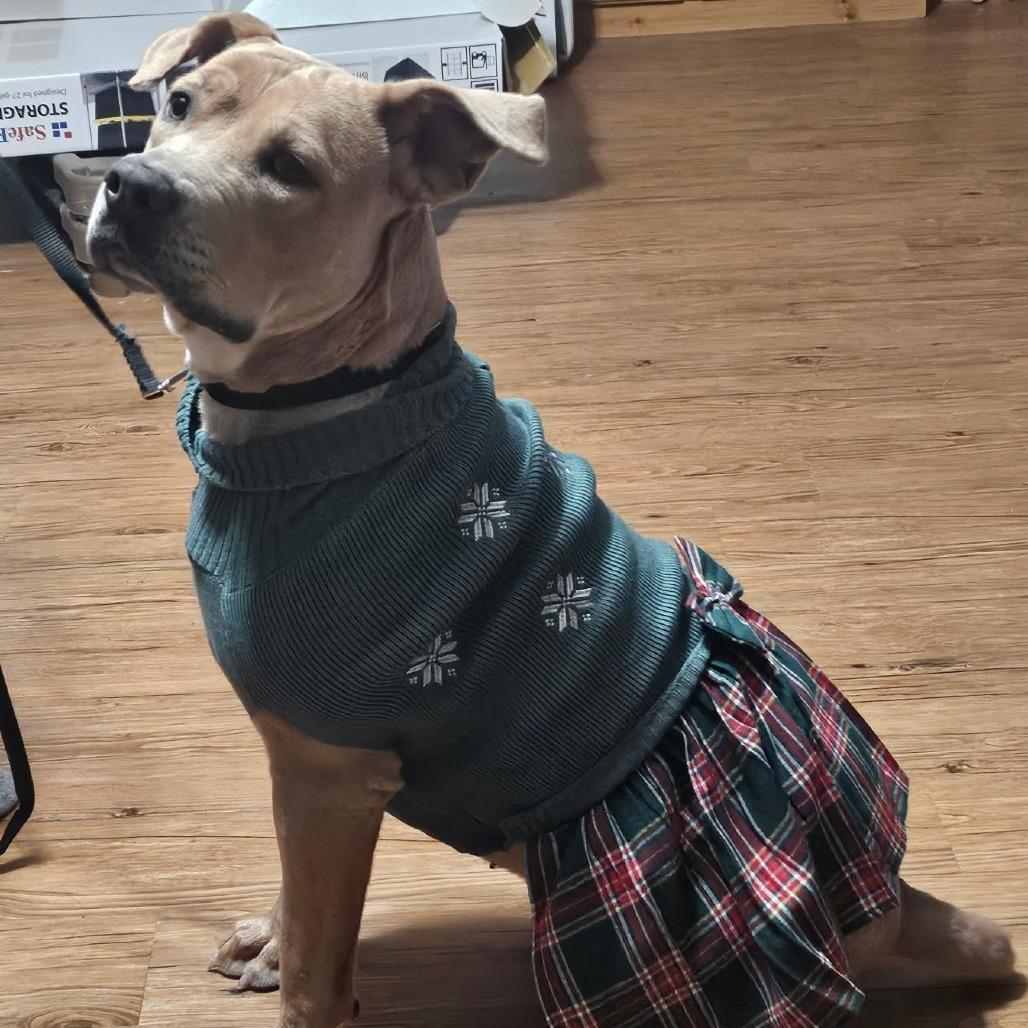 Enlarge Faith, a Adoptable mixed breed in Festus, MO image 2/5