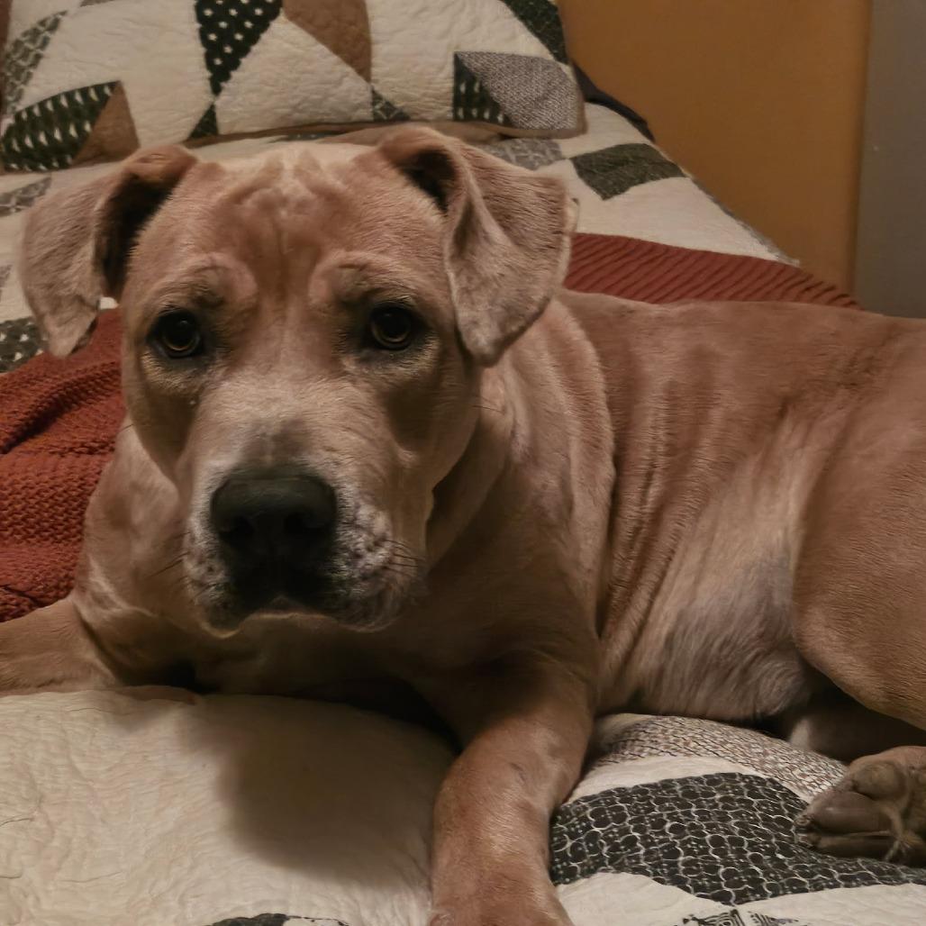 Enlarge Faith, a Adoptable mixed breed in Festus, MO image 4/5