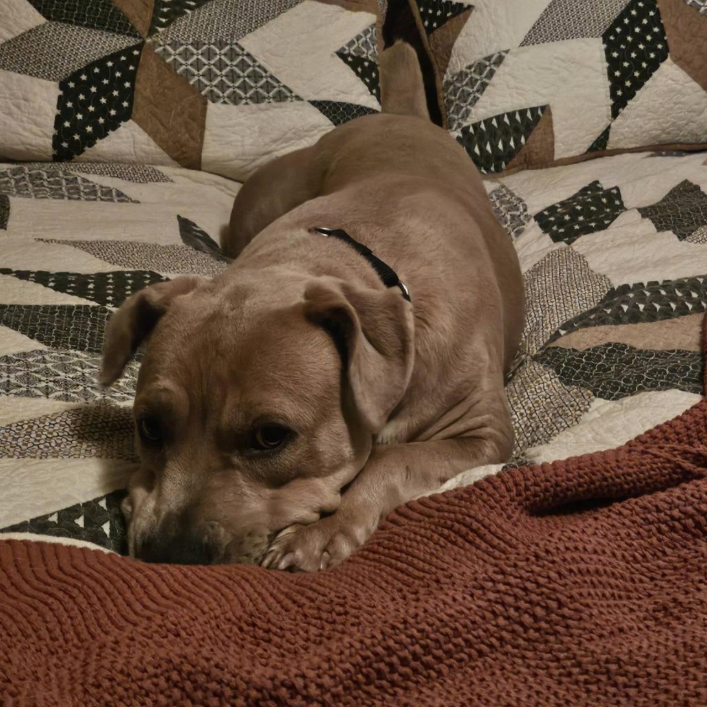 Enlarge Faith, a Adoptable mixed breed in Festus, MO image 5/5