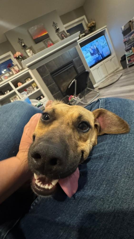 Scrappy, a Adoptable mixed breed in Plymouth, MN image 2/6