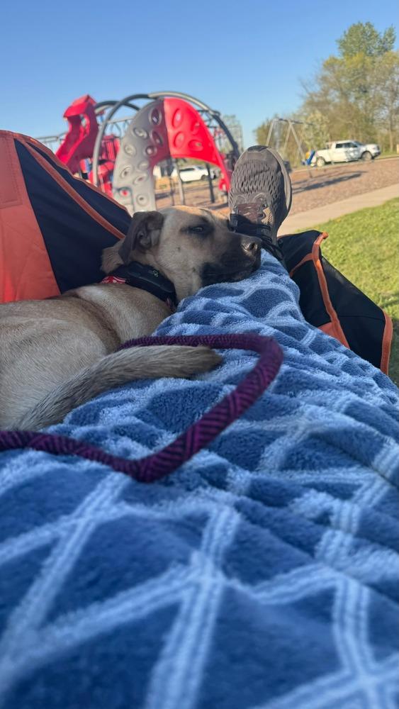 Scrappy, a Adoptable mixed breed in Plymouth, MN image 3/6