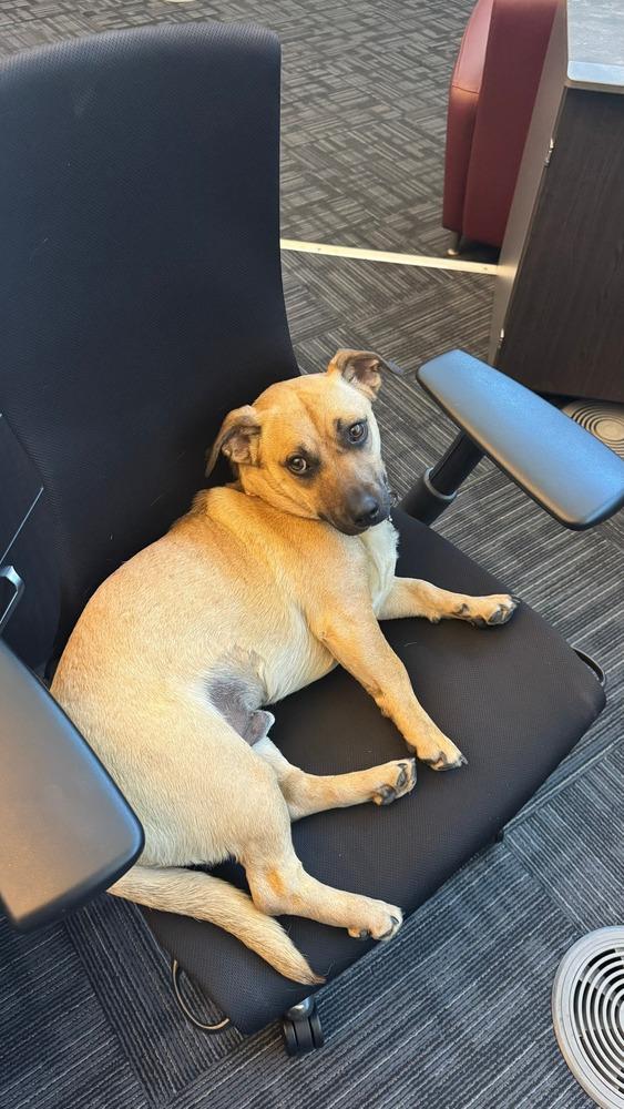 Scrappy, a Adoptable mixed breed in Plymouth, MN image 4/6