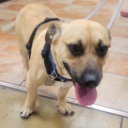 Scrappy, a Adoptable mixed breed in Plymouth, MN image 5/6