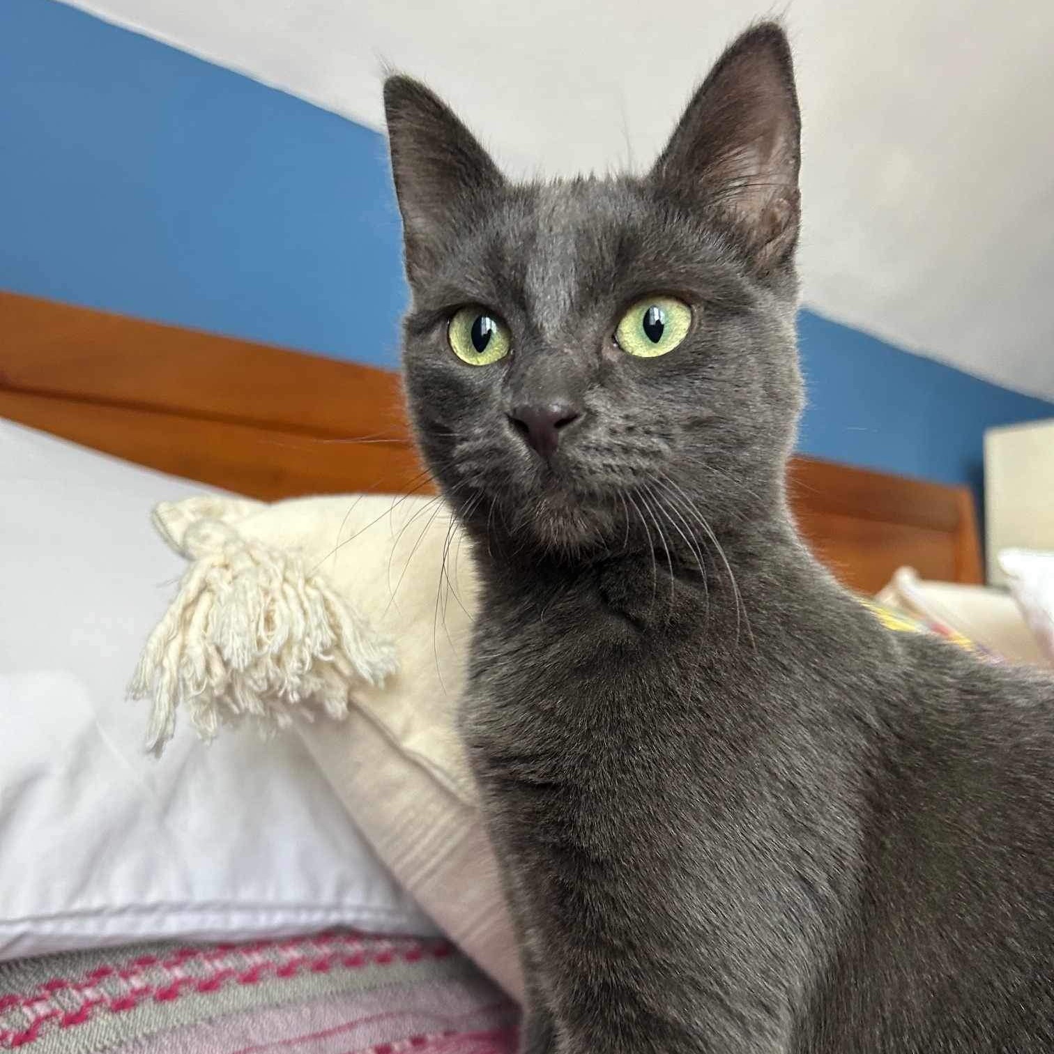 Cat for adoption Sagebrush, a Domestic Short Hair & Russian Blue Mix