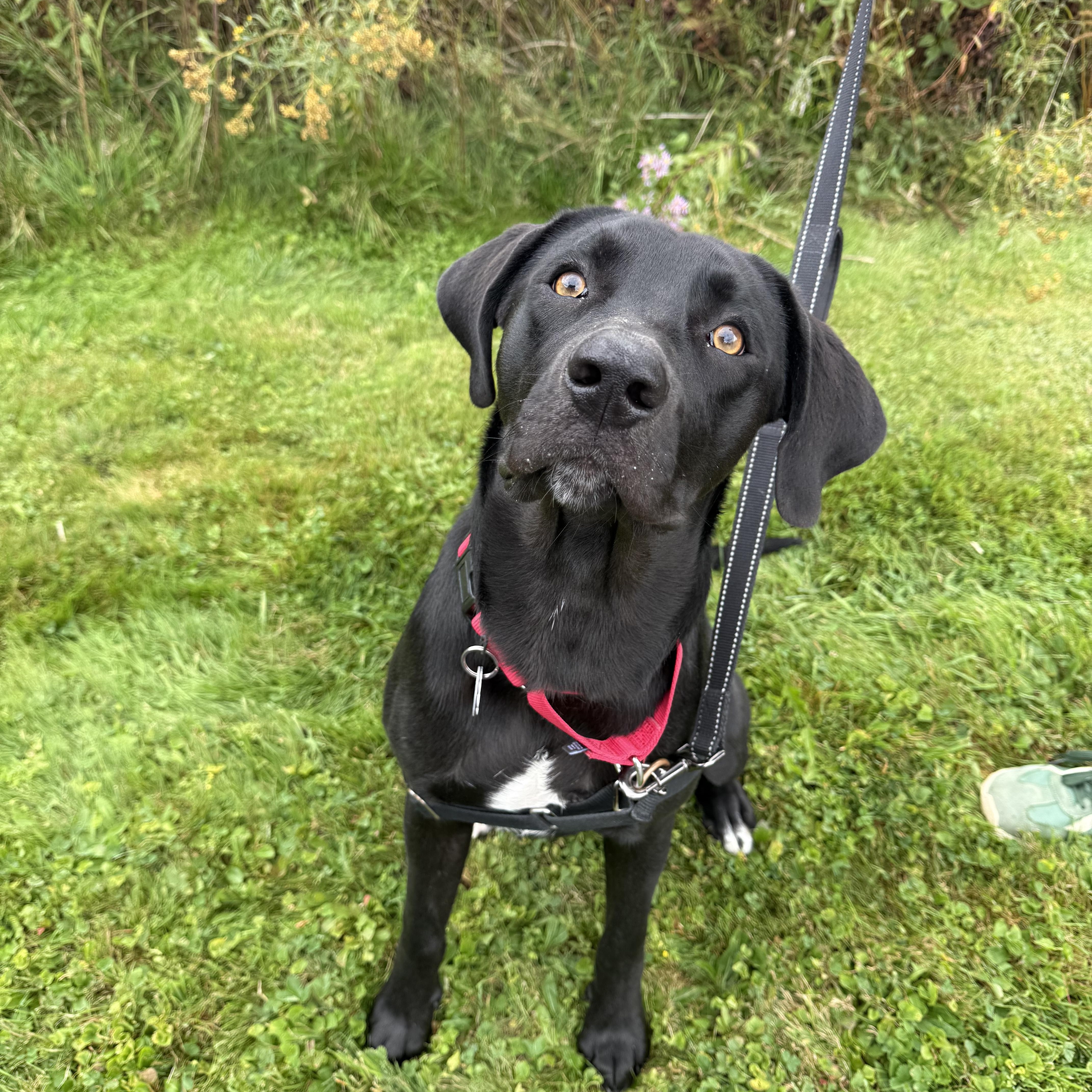 Enlarge Woody, a Adopted Black Labrador Retriever in Brownsville, VT image 1/1