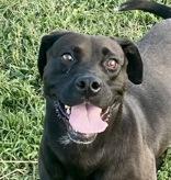 Crystal, Adoptable, Adult Female Black Labrador Retriever.