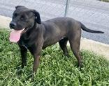 Enlarge Crystal, a Adoptable mixed breed in Glasgow, KY image 2/3