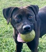 Enlarge Crystal, a Adoptable mixed breed in Glasgow, KY image 3/3