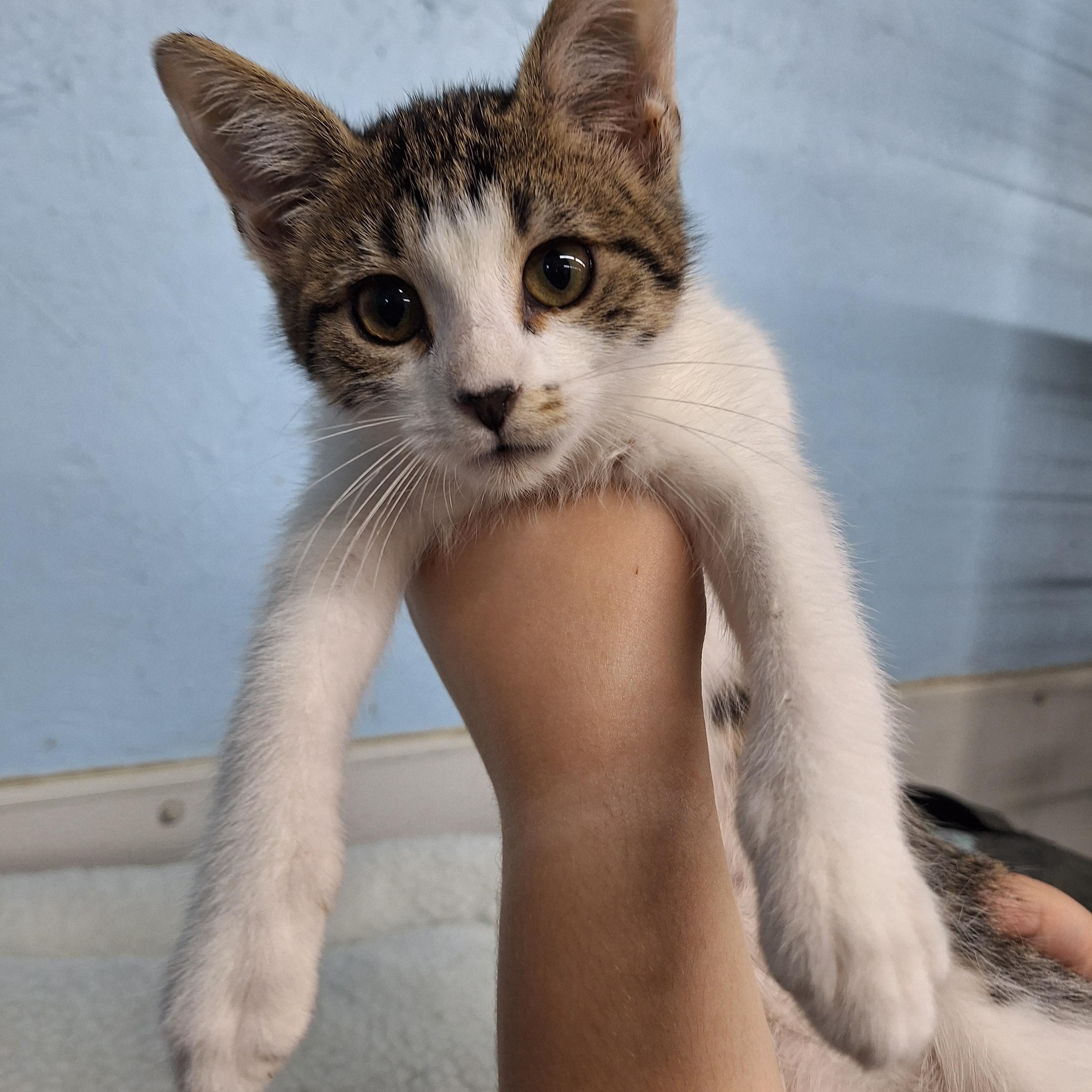 Enlarge Clara, a ADOPTABLE Domestic Short Hair in Clarinda, IA image 4/5