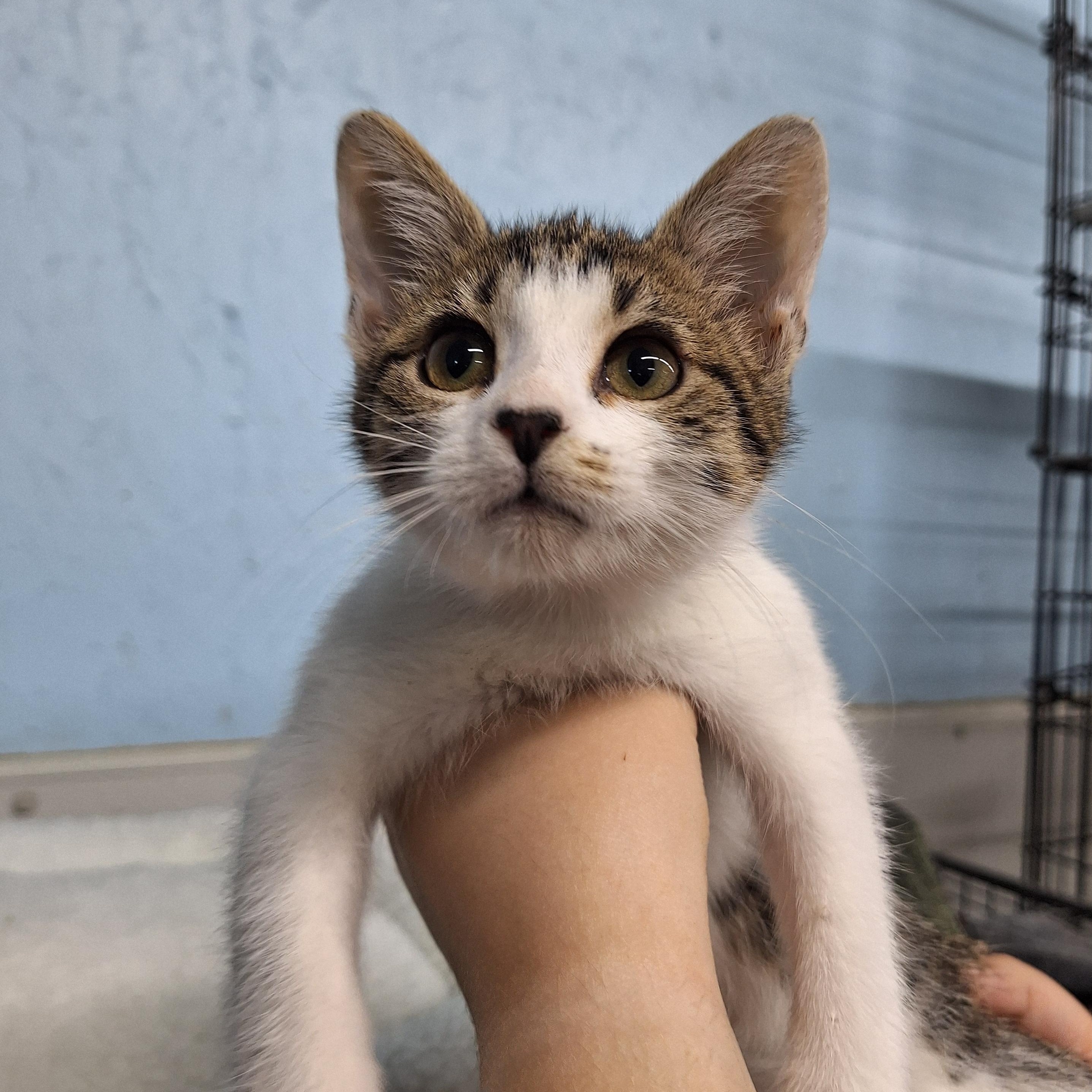 Clara, ADOPTABLE, Kitten Female Domestic Short Hair.