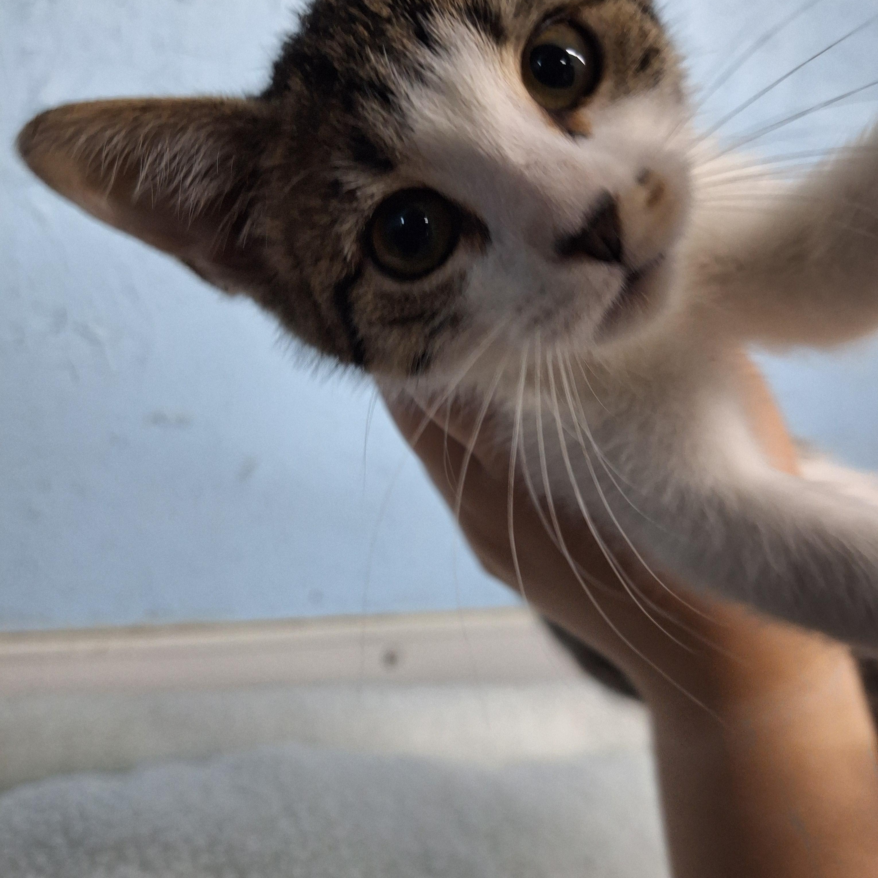 Enlarge Clara, a ADOPTABLE Domestic Short Hair in Clarinda, IA image 3/5