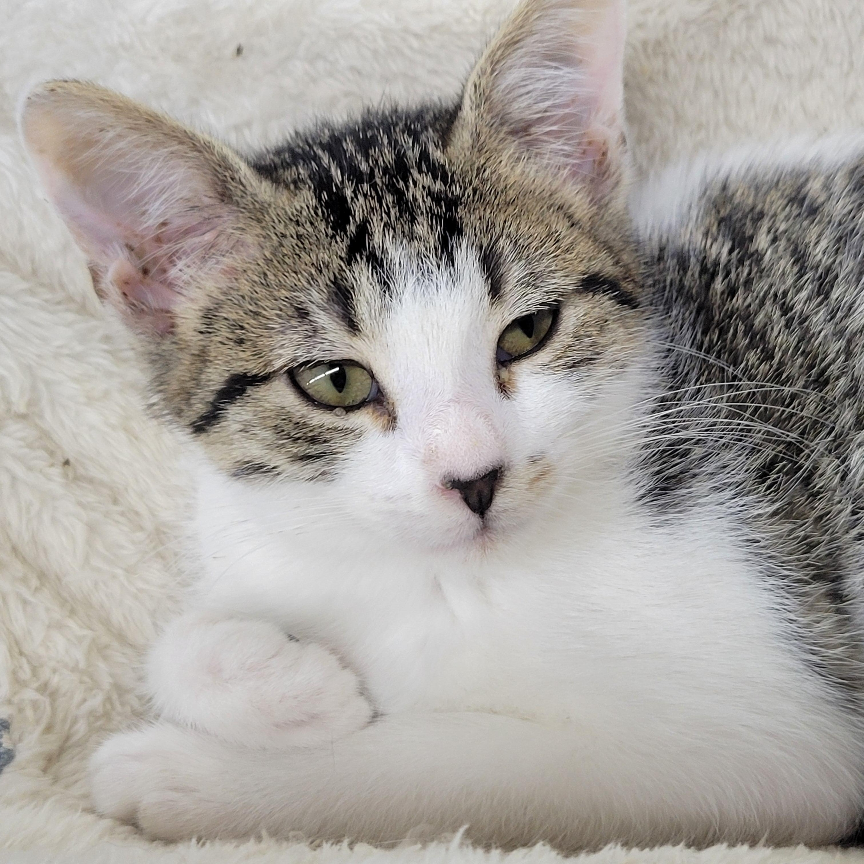 Enlarge Clara, a ADOPTABLE Domestic Short Hair in Clarinda, IA image 2/5