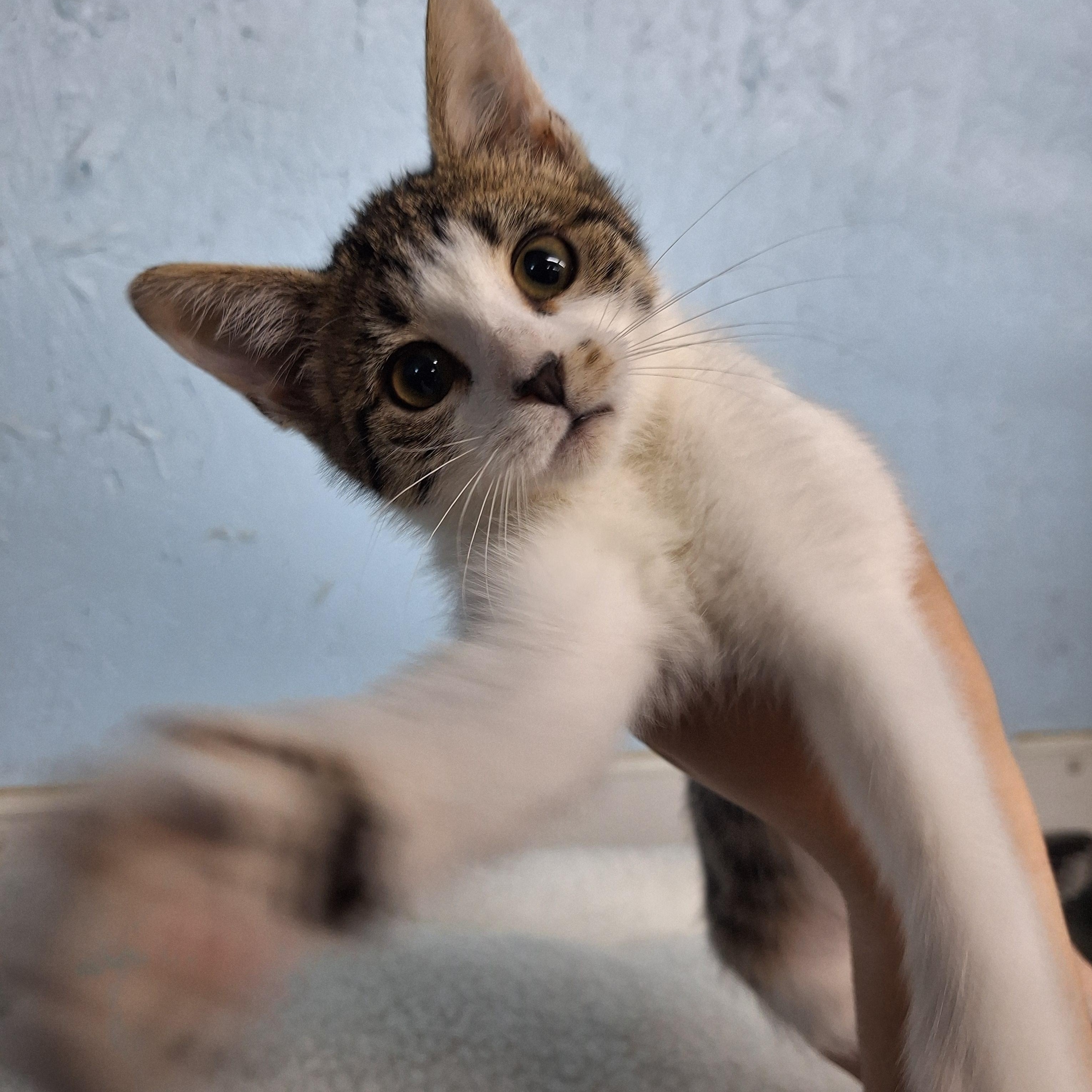 Enlarge Clara, a ADOPTABLE Domestic Short Hair in Clarinda, IA image 5/5