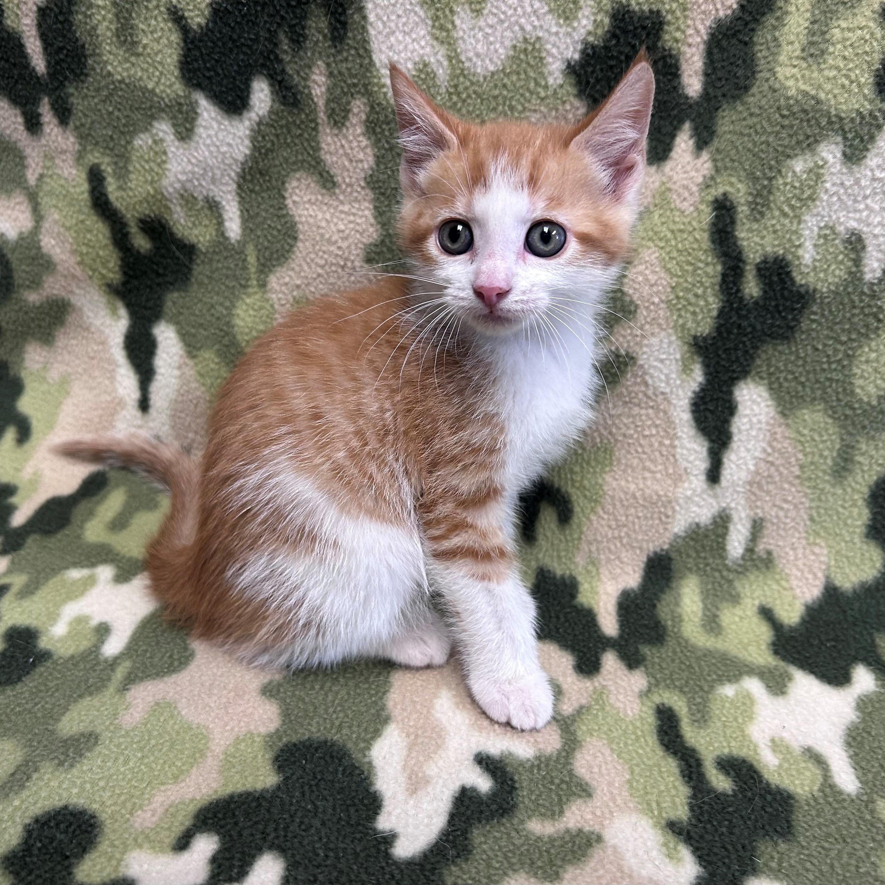 Enlarge Birch, a ADOPTABLE Domestic Short Hair in Edinburg, VA image 1/1