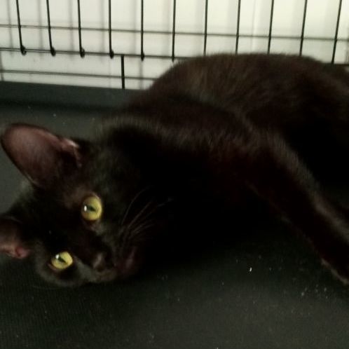 Missy, Adoptable, Adult Female Domestic Short Hair.