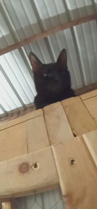 Enlarge Missy, a Adoptable Domestic Short Hair in Laurelville, OH video 3/4