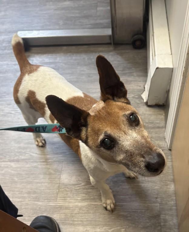 Jake in Maine, ADOPTABLE, Senior Male Jack Russell Terrier.