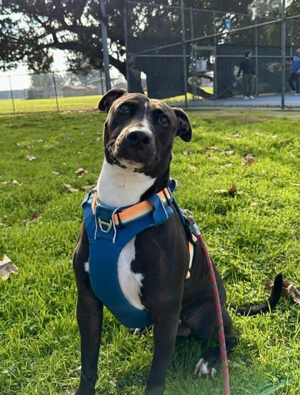 Rock Hutson, Adoptable, Senior Male Pit Bull Terrier & Border Collie.
