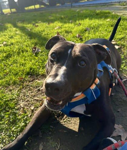 Rock Hutson, Adoptable, Senior Male Pit Bull Terrier & Border Collie.