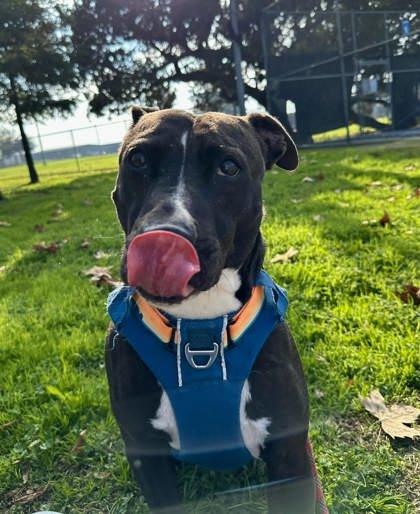 Rock Hutson, a Adoptable mixed breed in Visalia, CA image 1/3