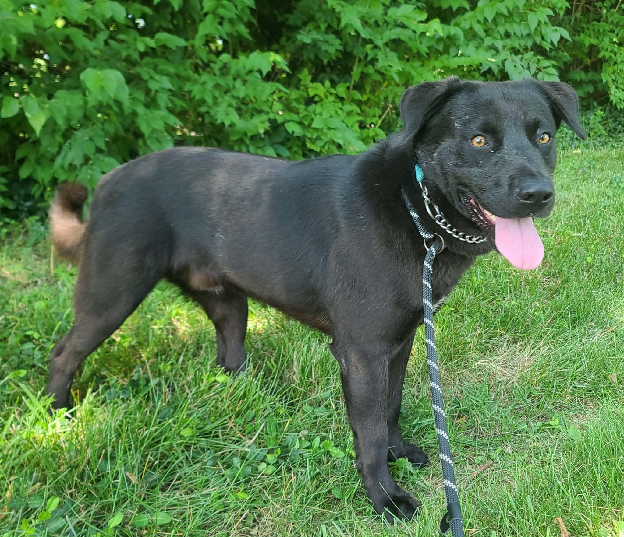 Enlarge Harmon, an adoptable mixed breed in Harrodsburg, KY image 1/4