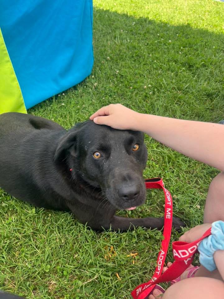 Harmon, an adoptable mixed breed in Harrodsburg, KY image 2/6
