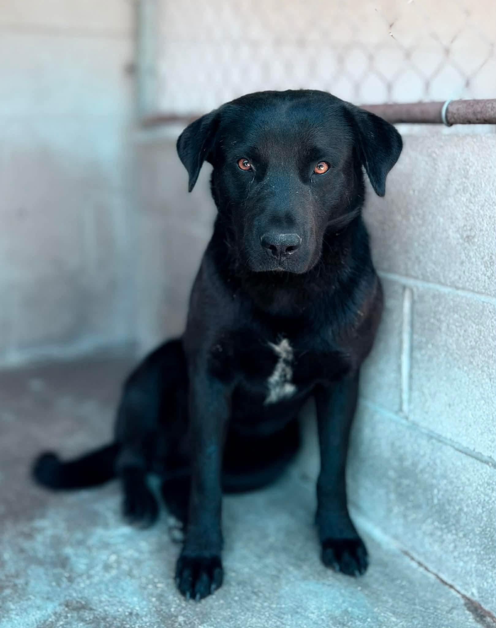 Harmon, adoptable, Adult Male Catahoula Leopard Dog & Australian Cattle Dog / Blue Heeler.