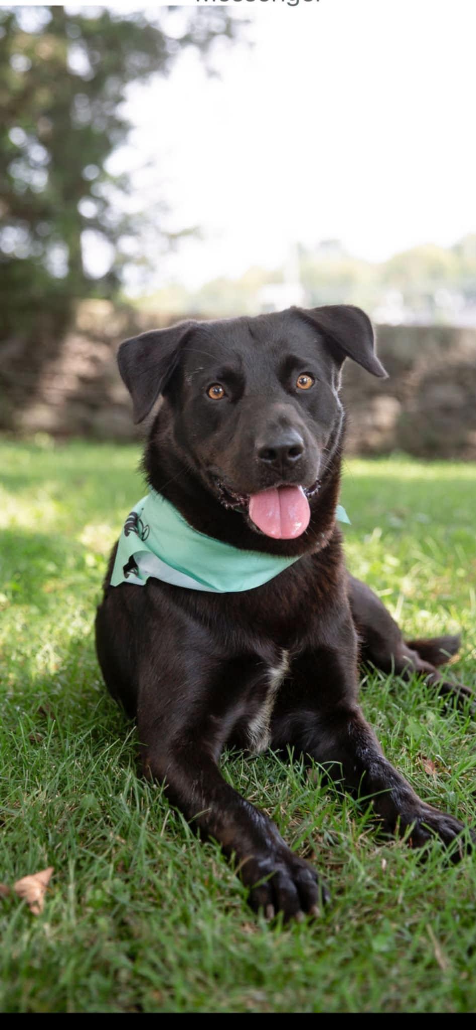 Harmon, an adoptable mixed breed in Harrodsburg, KY image 1/6